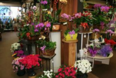 装扮鲜花店 帮您支招